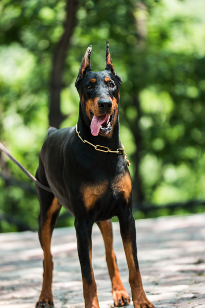 杜宾犬