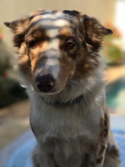 边境牧羊犬是一种善良而聪明的品种
