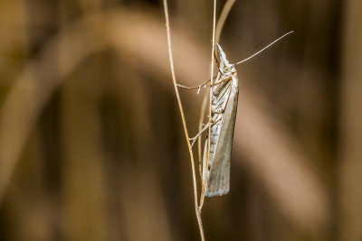 白蚱蜢(Crambus perlella)