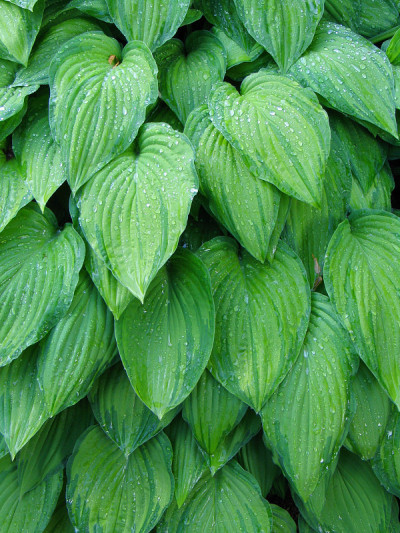 玉簪属草本植物湿叶