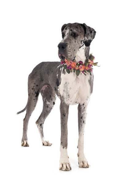 女性大丹犬