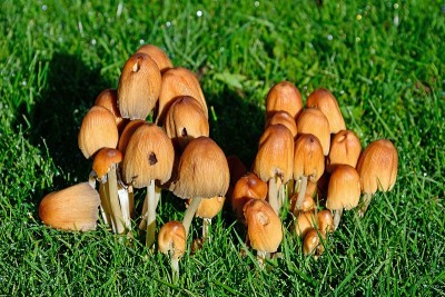 草坪上的蘑菇。
