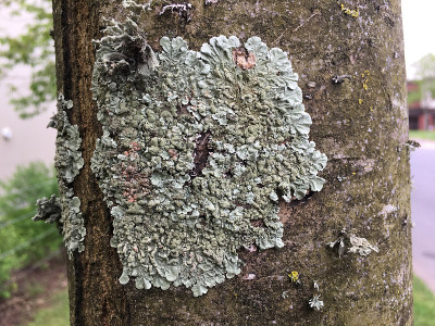 白蜡(Fraxinus excelsior)树- 2018年5月