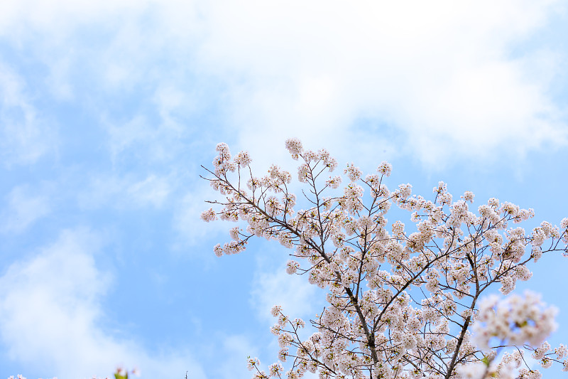 樱花在日本，樱花，角馆