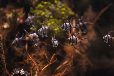骄傲的鲤鱼，Pterapogon kauderni