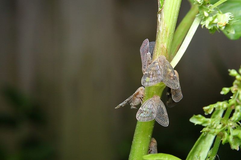 蜈蚣(Scolypopa australis)