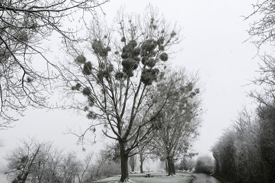 第一场雪