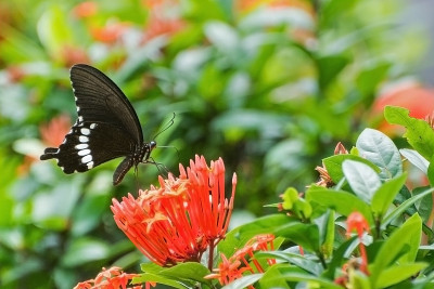Common Mormon butterfly (Papilio polytes)