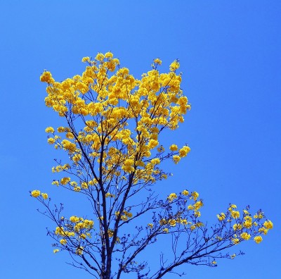 热带树木开花