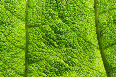 Gunnera manicata - Trebah花园-康沃尔，英格兰，英国