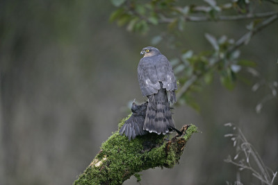 Sparrowhawk,猛禽努力