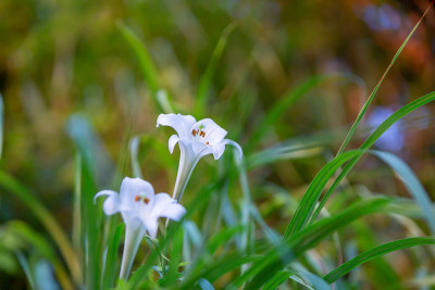 复活节百合