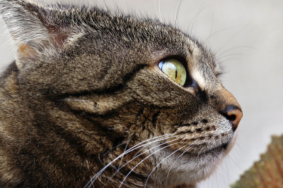 带着奇怪、滑稽表情的猫