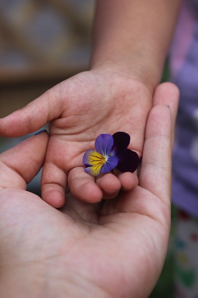 一把鲜花