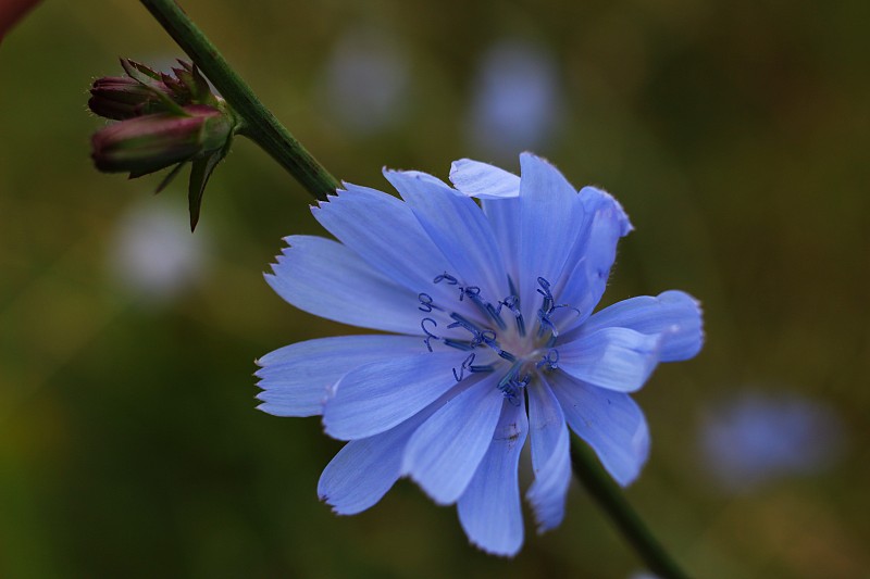 菊苣特写蓝花