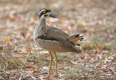 海滩Thick-knee