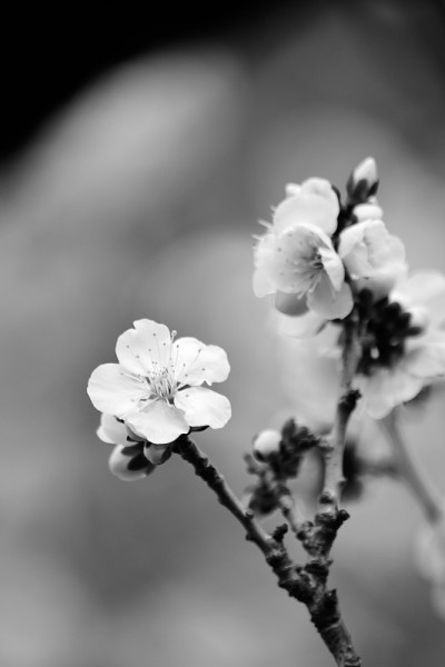 白梅花枝宏细节