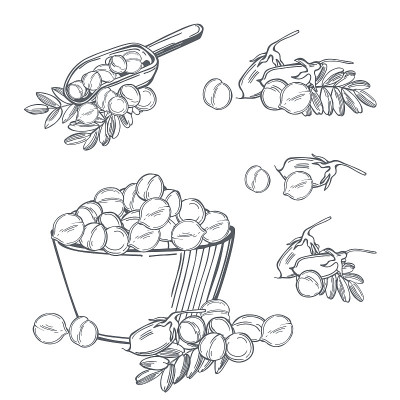 鹰嘴豆bean。矢量插图。