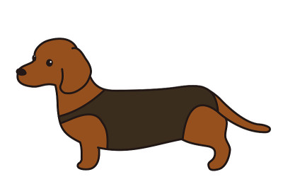 椎间盘突出。胸衣。达克斯猎犬