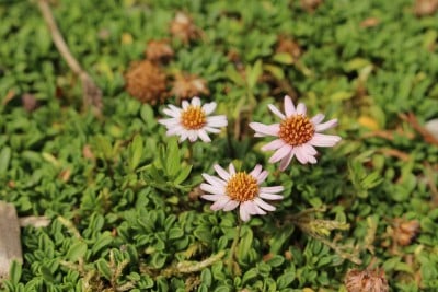 “岩毛”花-东莨菪