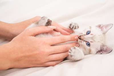 白色缅因猫。毛茸茸的小猫躺在床上。爱猫的手紧握在手中。爱动物。一位妇女在照顾她的小猫。信任和支持。人