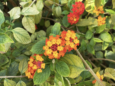 花在自然界是活的植物