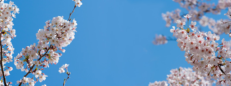 樱花。小樱。