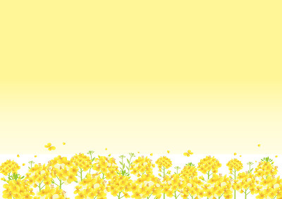 油菜花，黄色油菜花田背景图(侧长A3,A4比例)
