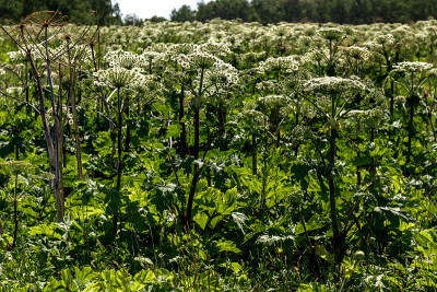 heracleum sosnowskyi。危险的有毒植物。威胁到人类