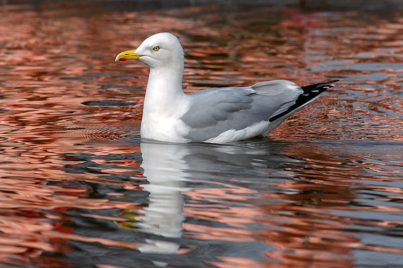 银鸥(Larus argentatus) -一种大型海鸥(可达26英寸或66厘米长)。