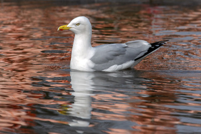 银鸥(Larus argentatus) -一种大型海鸥(可达26英寸或66厘米长)。
