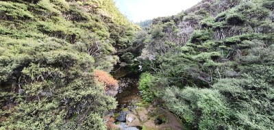 戈尔迪布什步道，Muriwai和亨加地区，奥克兰
