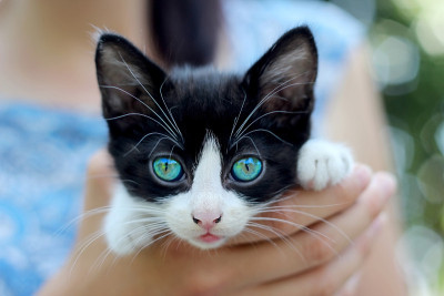 小猫的手特写。