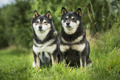 柴犬