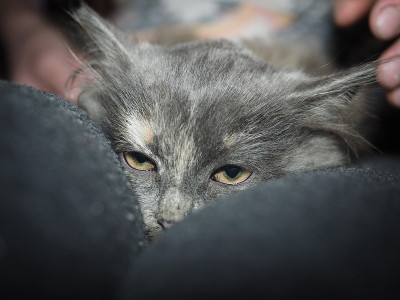 一只不满的猫坐在一个男人的腿上