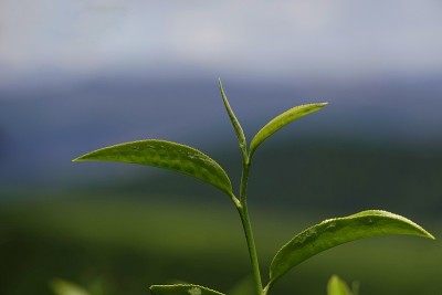 高原的绿茶嫩芽和嫩叶