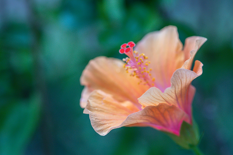 花园里美丽的芙蓉花。芙蓉花又称中国木槿、中国月季、夏威夷木槿。