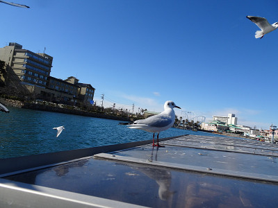 海鸥