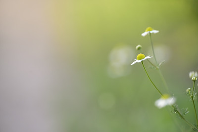 儿子花