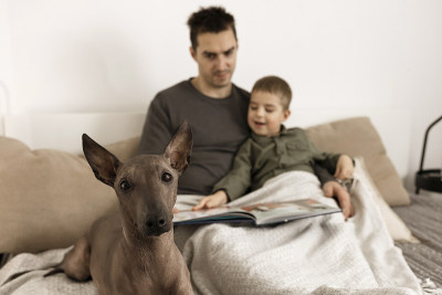 狗作为家庭成员。墨西哥无毛狗,xoloitzquintle。成年狗在家里的床上，带着男人和小男孩。地