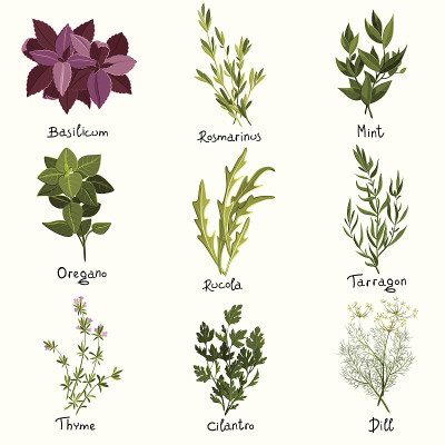 草本植物组