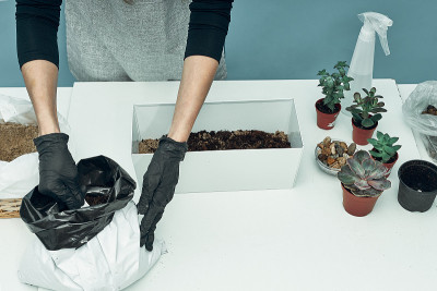 女孩在土和花盆里种室内植物和花。植物护理和保养。的爱好。
