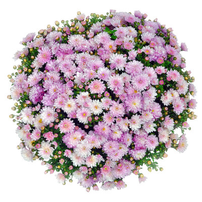 一束粉红色的花