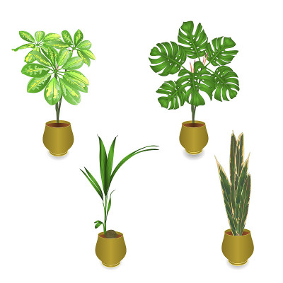 Tropical plants in pot Schefflera Philodendron pal