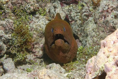 巨大的海鳗脸裸胸javanicus