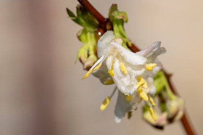 金银花(忍冬)花