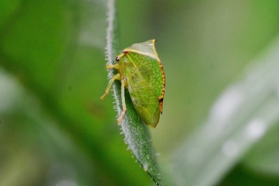 Stictocephala bisonia