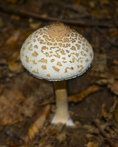 蘑菇