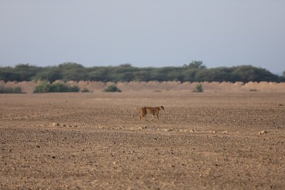 野猫