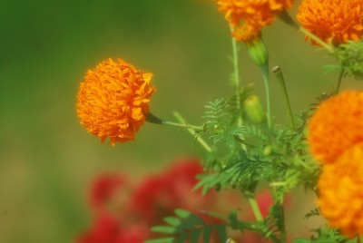 橘色花